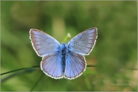 <p>MODRÁSEK UŠLECHTILÝ (Polyommatus amandus) Šluknovsko - Kunratice u Šluknova ----- /Amanda's blue - Vogelwicken-Bläuling/</p>